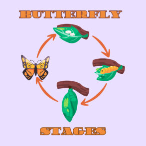 Butterfly Stages Coloring Pages | Coloring Pages Mimi Panda