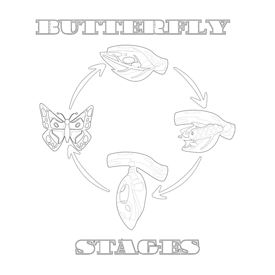 Butterfly Stages Coloring Pages