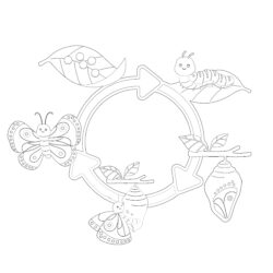 Caterpillar Life Cycle Coloring Page - Printable Coloring page