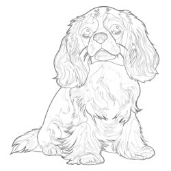 Cavalier King Charles Coloring Pages - Printable Coloring page