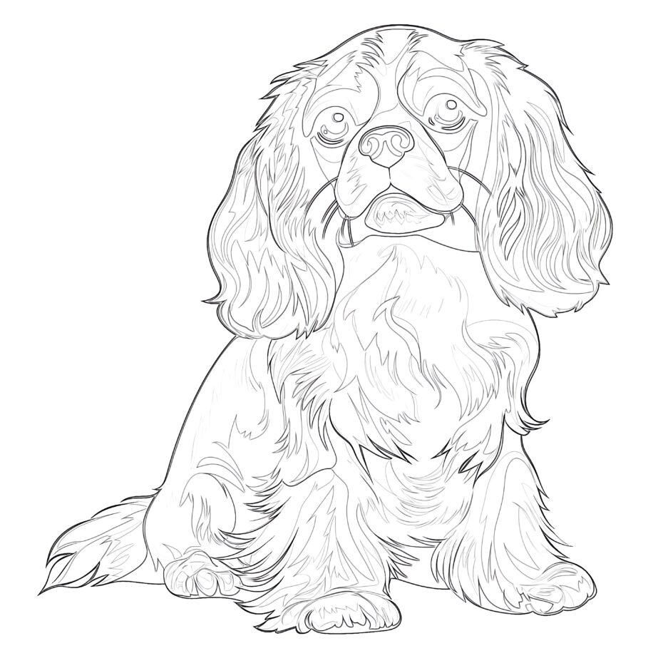 Cavalier King Charles Coloring Pages