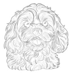 Cavapoo Coloring Pages - Printable Coloring page