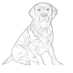 Labrador de Chocolate Para Colorear - Página para colorear