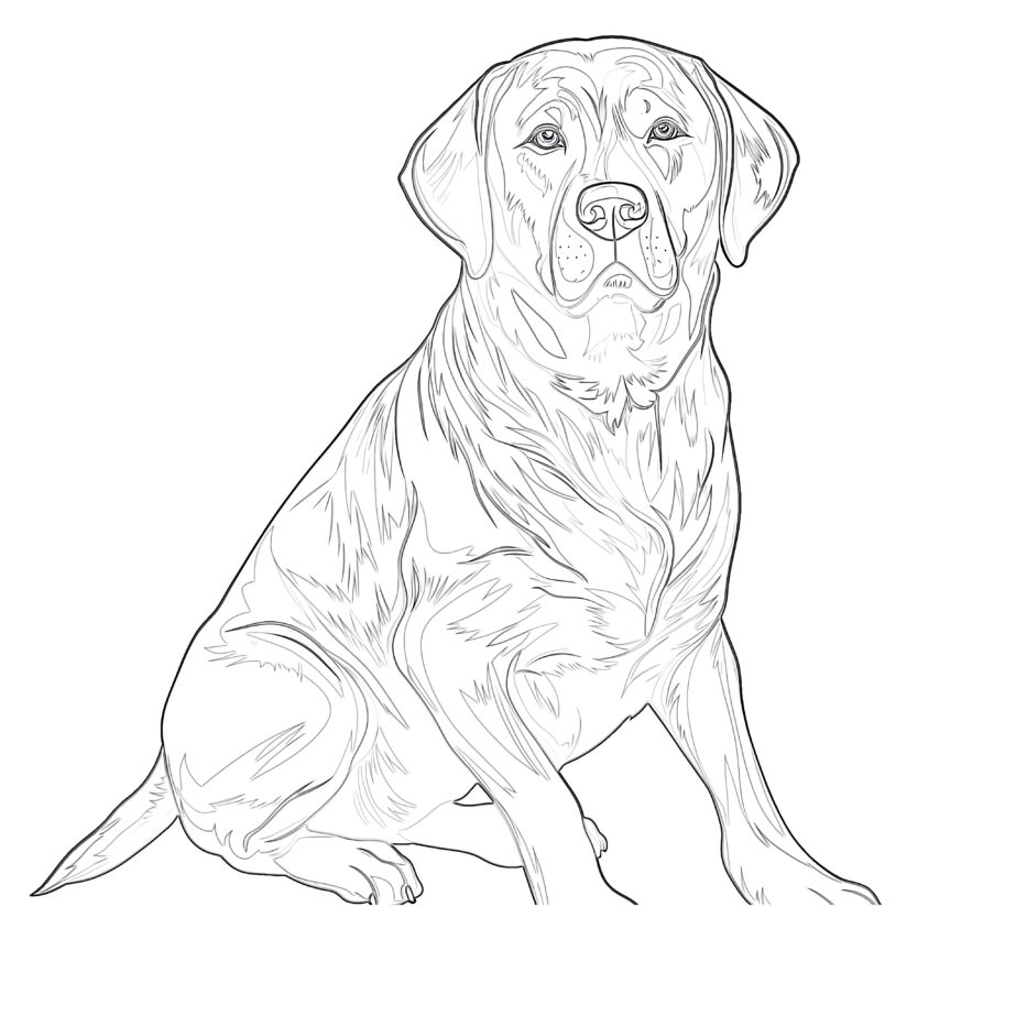 Chocolate Lab Coloring Pages