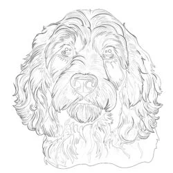 Cockapoo Coloring Pages - Printable Coloring page