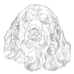 Cocker Spaniel-Malvorlage