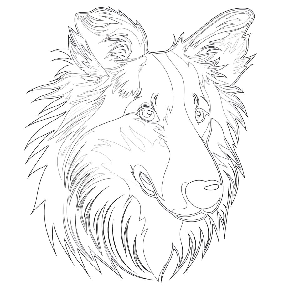 Collie Coloring Page