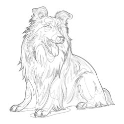 Collie Dog Coloring Pages - Printable Coloring page