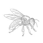 Coloring Page Honey Bee