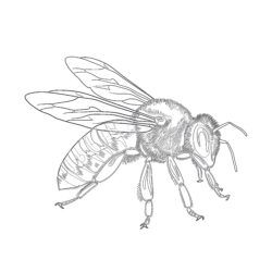 Coloring Page Honey Bee - Printable Coloring page