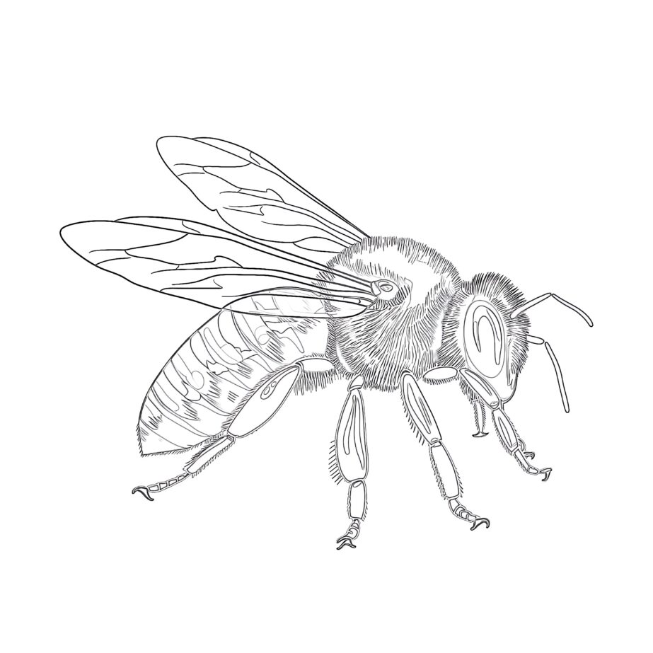 Coloring Page Honey Bee