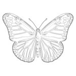 Page de Coloriage du Papillon Monarque