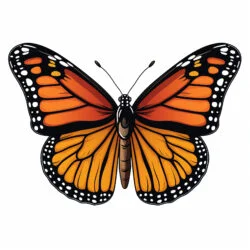 Coloring Page Monarch Butterfly - Origin image
