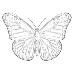 Coloring Page Monarch Butterfly - Printable Coloring page