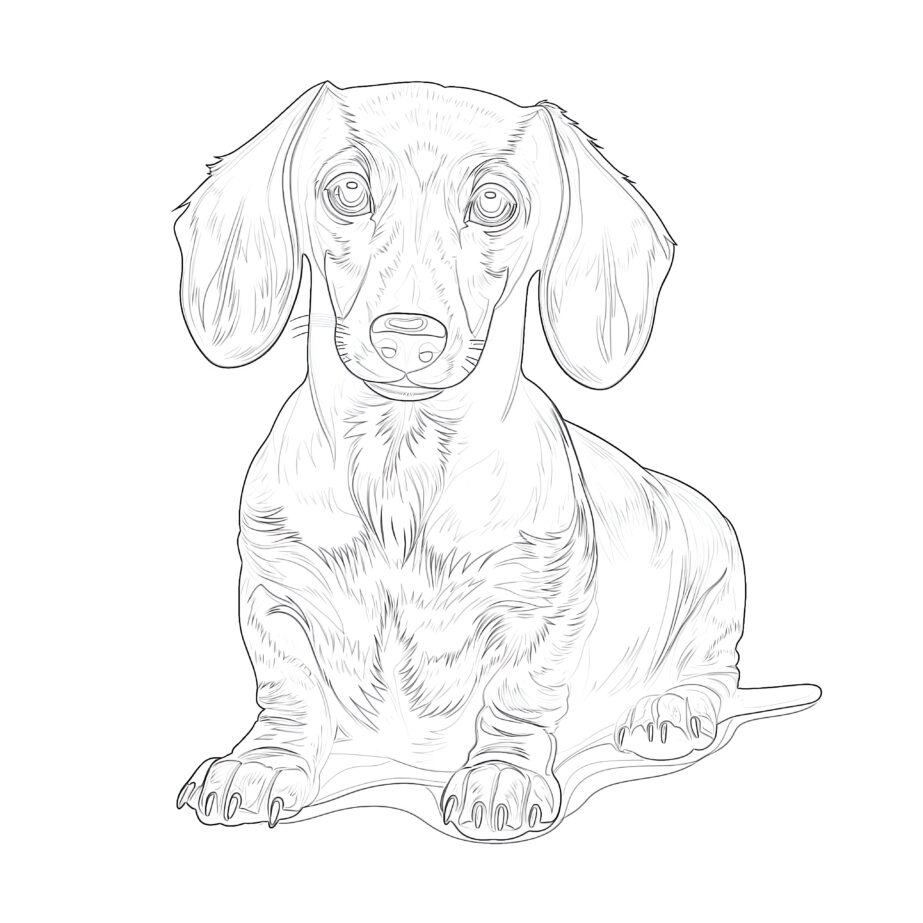 Coloring Pages Dachshund