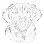 Kolorowanki Golden Retriever