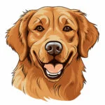 Kolorowanki Golden Retriever 2 2