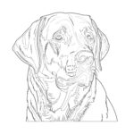 Coloring Pages Labrador Retriever