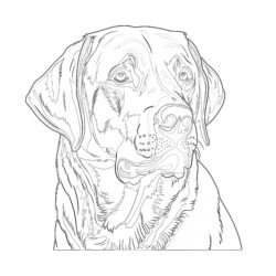 Pages à Colorier Labrador Retriever - Page de coloriage imprimable