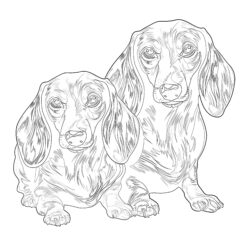 Coloring Pages Of Dachshunds - Printable Coloring page