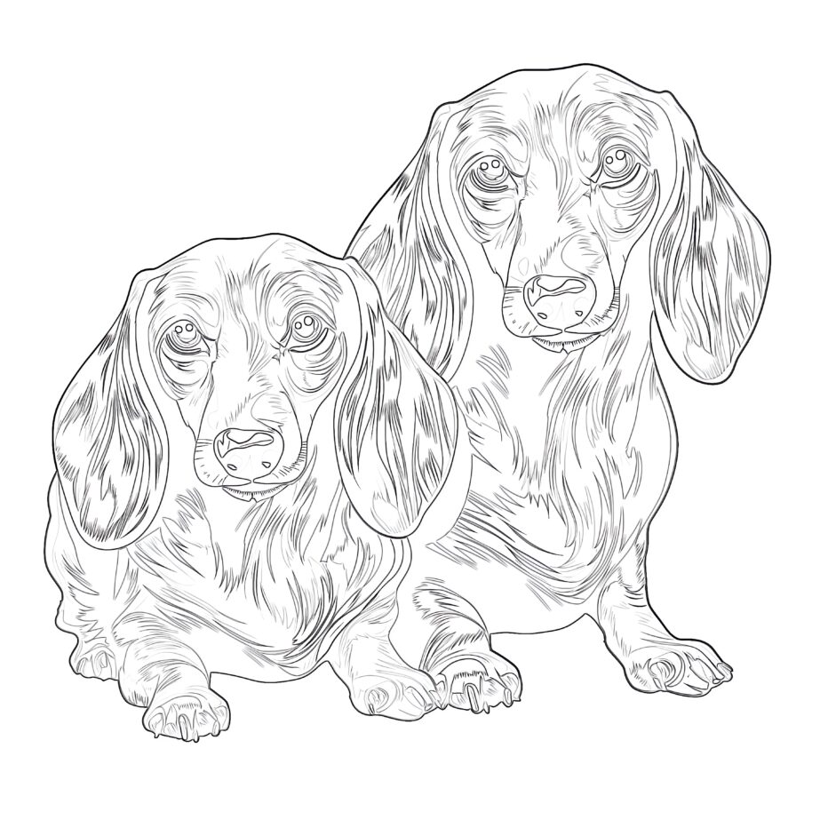 Coloring Pages Of Dachshunds