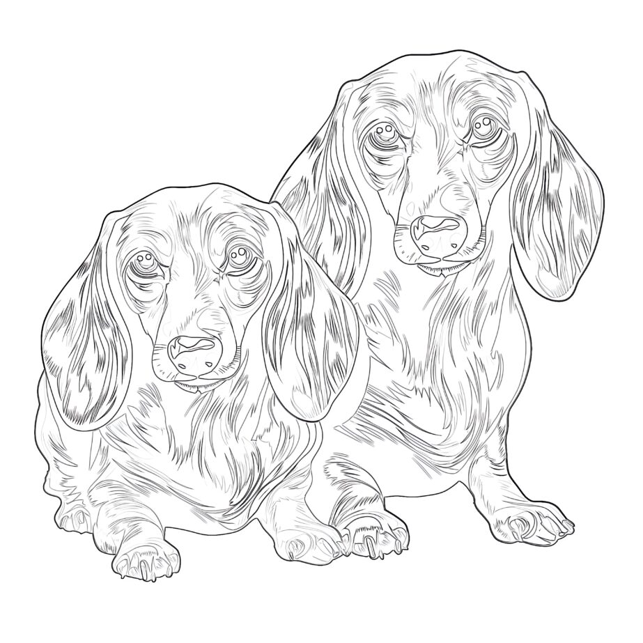 Coloring Pages Of Dachshunds | Coloring Pages Mimi Panda