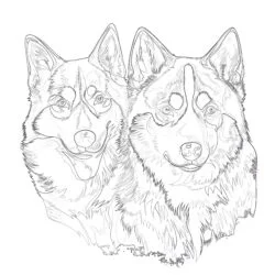Coloring Pages Of Husky Dogs - Printable Coloring page