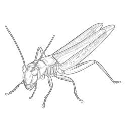 Cricket Coloring Pages - Printable Coloring page