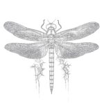 Dragonfly Coloring Pages For Adults