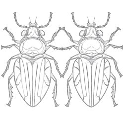 Kostenlose Käfer-Malvorlagen - Druckbare Ausmalbilder
