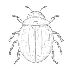 Free Lady Bug Coloring Pages - Printable Coloring page