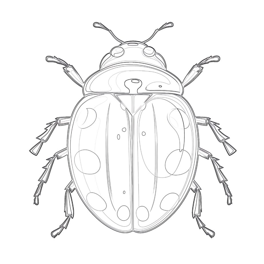 Free Lady Bug Coloring Pages