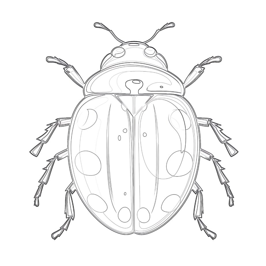 Dibujos Para Colorear de Lady Bug