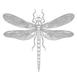 Free Printable Dragonfly Coloring Pages