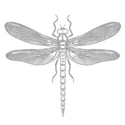 Free Printable Dragonfly Coloring Pages - Printable Coloring page