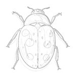 Free Printable Ladybug Coloring Pages