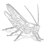 Grasshopper Coloring Page