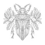 Insect Coloring Pages For Adults