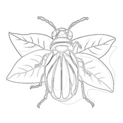 Insect Coloring Pages For Kindergarten - Printable Coloring page