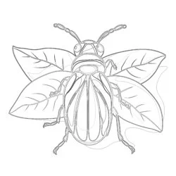 Dibujos Para Colorear de Insectos Para el Jardín de Infancia - Página para colorear