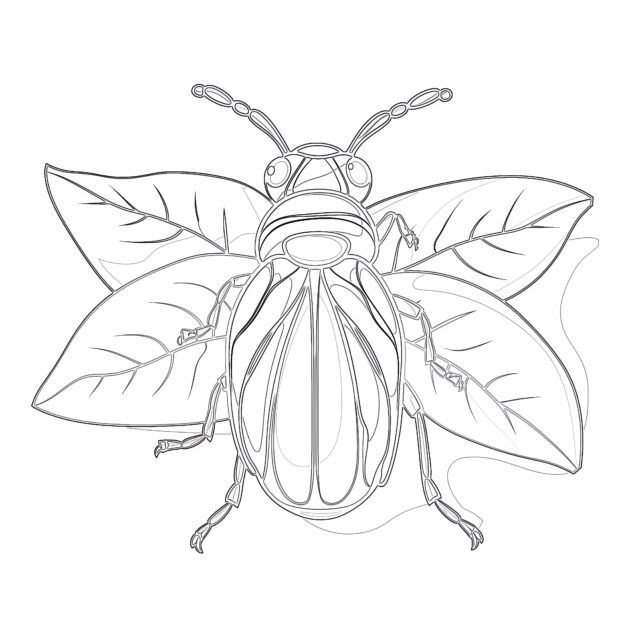 Dibujos Para Colorear de Insectos Para el Jardín de Infancia | Páginas