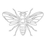 Insect Coloring Pages Printable