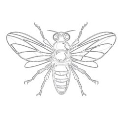 Insect Coloring Pages Printable - Printable Coloring page