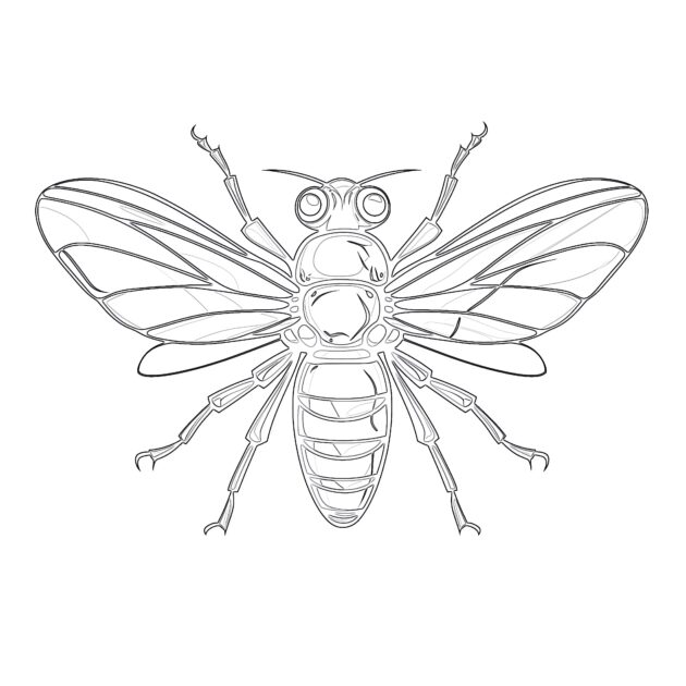 Online Coloring Insect Coloring Pages Printable Coloring Pages Mimi