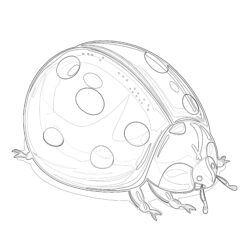 Lady Bug Coloring Pages - Printable Coloring page