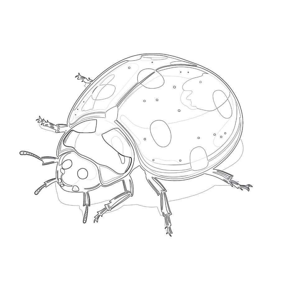 Ladybird Coloring Pages