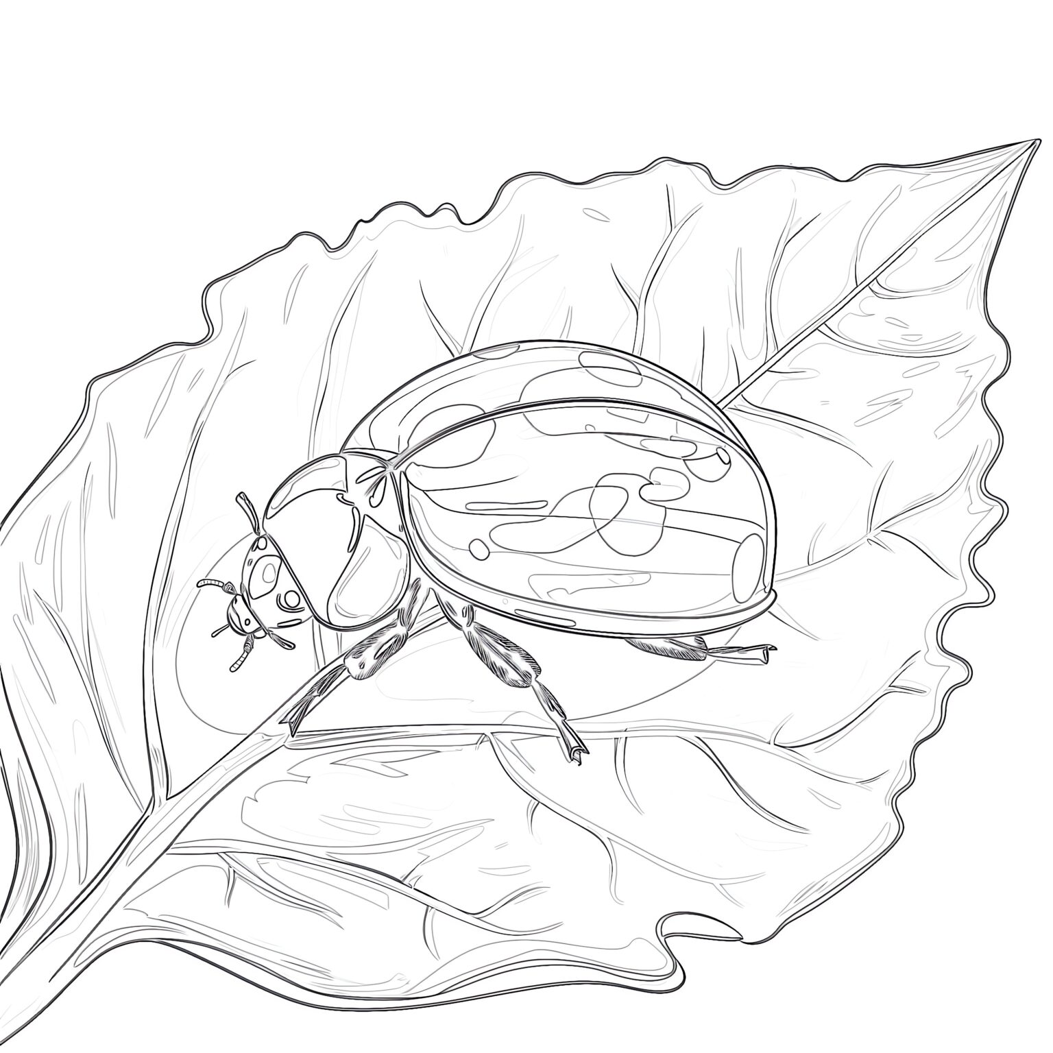 Cartoon Ladybug Coloring Page | Coloring Pages Mimi Panda