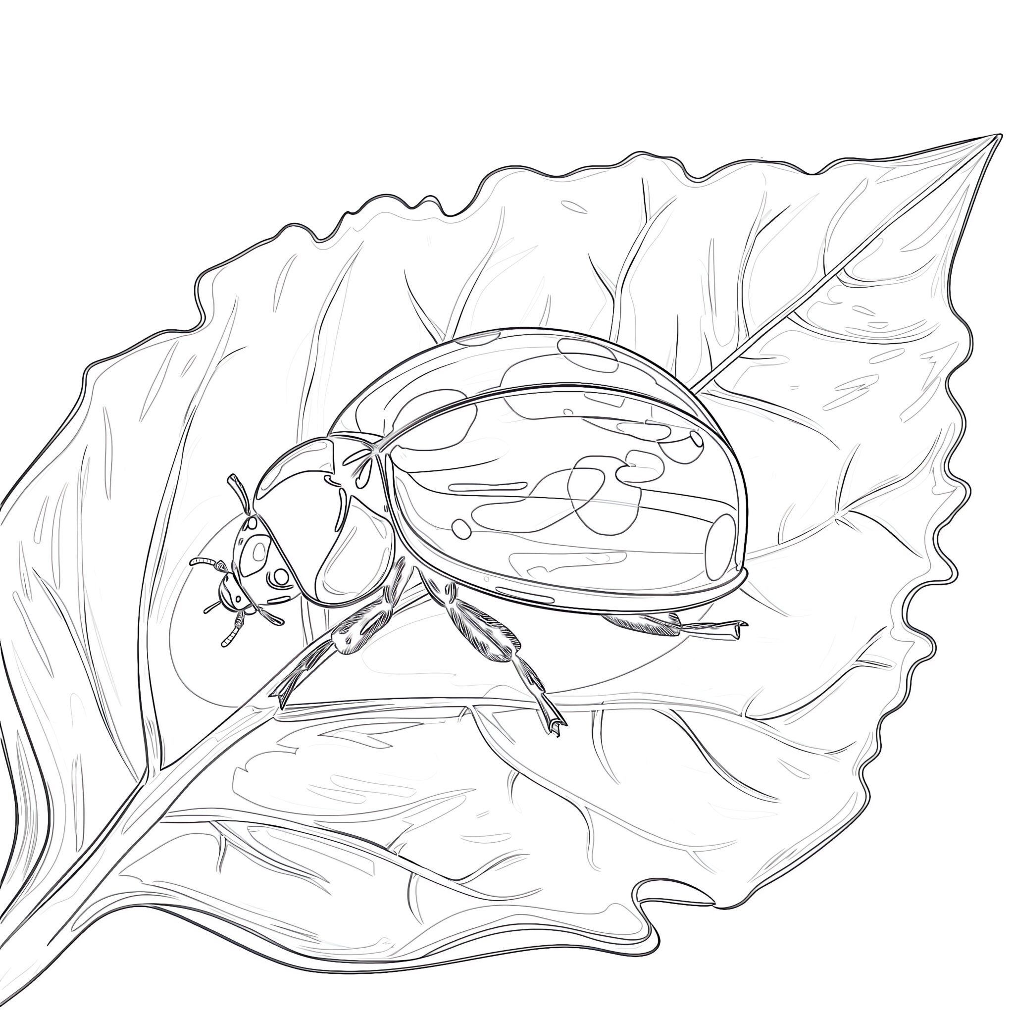 Cartoon Ladybug Coloring Page | Coloring Pages Mimi Panda
