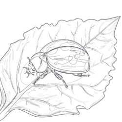 Ladybug Coloring Page Free - Printable Coloring page
