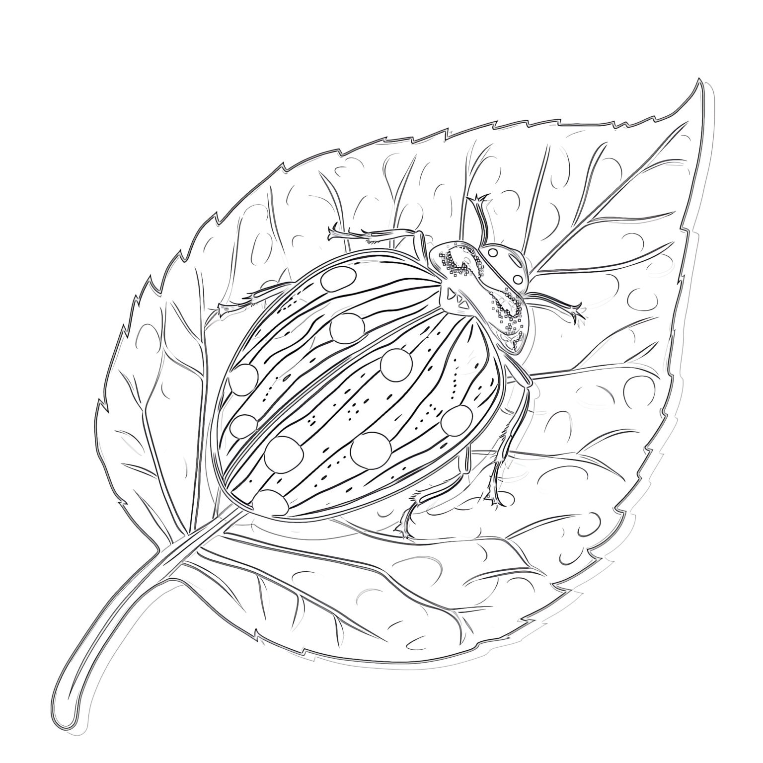 Butterfly on a flower coloring pages coloring pages mimi panda